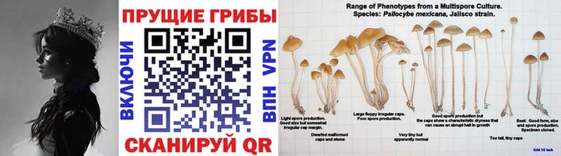 Галлюциногенные грибы Magic Shrooms  хочу наркоту  Нестеров 